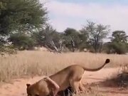 Lioness Jumping On Man's Head