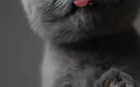 How To Do An Adorable Cat Photoshoot - Animals - VIDEOTIME.COM