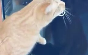Cat Trying To Catch The Buffering Circle - Animals - VIDEOTIME.COM
