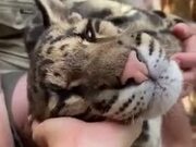 Tiger Cub Getting Ear Massaged