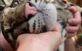 Tiger Cub Getting Ear Massaged - Animals - VIDEOTIME.COM