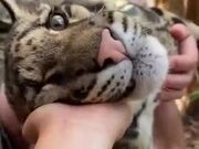 Tiger Cub Getting Ear Massaged