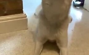 Doggo Too Excited For Dinner