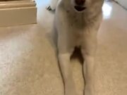 Doggo Too Excited For Dinner
