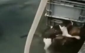 Good Dog Rescuing A Cat From Drowning - Animals - VIDEOTIME.COM