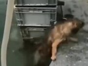 Good Dog Rescuing A Cat From Drowning