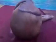Is This Seal Doing Sit-Ups?