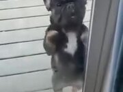 Dog Dancing On Two Legs