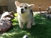 Corgi Loves To Play With Water