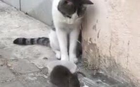 Rat Bossing A Cat And Eating Its Food