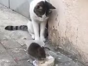 Rat Bossing A Cat And Eating Its Food