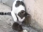 Rat Bossing A Cat And Eating Its Food - Animals - Y8.COM