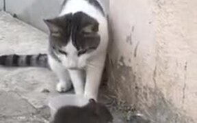 Rat Bossing A Cat And Eating Its Food - Animals - VIDEOTIME.COM
