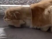 Cat Inside A Long Jar