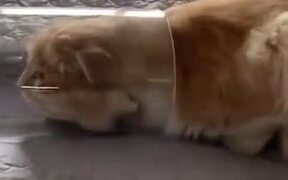 Cat Inside A Long Jar - Animals - VIDEOTIME.COM