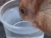 Human Sharing Food And Water With Squirrel