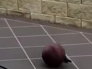 Bird Playing With A Ball