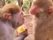 Monkeys Are As Mean As Humans
