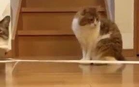 Dream Of Every Cat - Animals - VIDEOTIME.COM