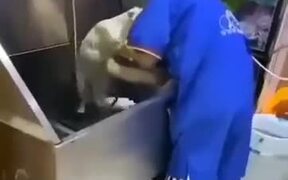 Funny Resistance Of Cat Getting A Bath - Animals - VIDEOTIME.COM