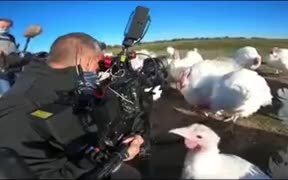 Turkeys Disturbing A Cameraman On Action - Animals - VIDEOTIME.COM
