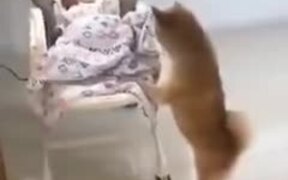 Dog Taking Care Of A Crying Baby - Animals - VIDEOTIME.COM