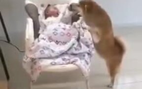 Dog Taking Care Of A Crying Baby
