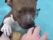 Dog Playing Fetch In The Pool
