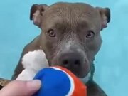 Dog Playing Fetch In The Pool