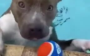 Dog Playing Fetch In The Pool - Animals - VIDEOTIME.COM