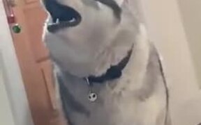 Imagine Your Dog Throwing Tantrums Like This - Animals - VIDEOTIME.COM