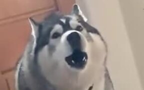 Imagine Your Dog Throwing Tantrums Like This - Animals - VIDEOTIME.COM
