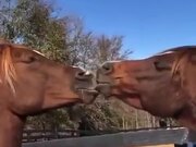 Two Horses Kissing Each Other