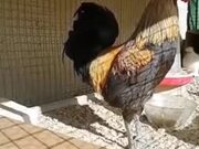 Rooster Literally Screaming Its Heart Out