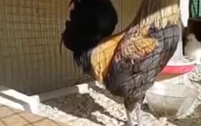 Rooster Literally Screaming Its Heart Out - Animals - VIDEOTIME.COM