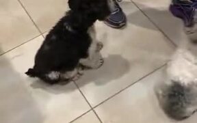 Feeding Five Dogs Pumpkin - Animals - VIDEOTIME.COM