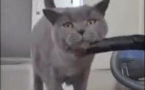 Cat Loves Getting Vacuumed - Animals - VIDEOTIME.COM