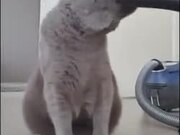 Cat Loves Getting Vacuumed