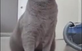 Cat Loves Getting Vacuumed - Animals - VIDEOTIME.COM