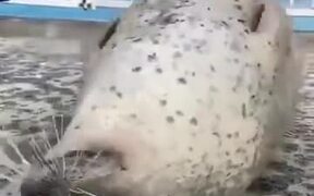 A Seal Creating An Upside-Down Flapping - Animals - VIDEOTIME.COM