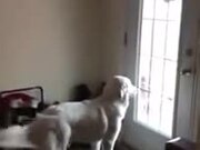 Dog Eagerly Waiting For Kids To Come Home