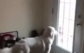 Dog Eagerly Waiting For Kids To Come Home - Animals - VIDEOTIME.COM