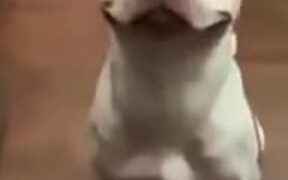 Happiest Looking Dog Ever - Animals - VIDEOTIME.COM
