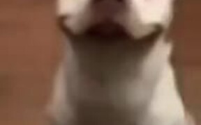 Happiest Looking Dog Ever - Animals - VIDEOTIME.COM