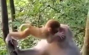 Monkey Child Kissing His Mother - Animals - VIDEOTIME.COM