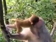 Monkey Child Kissing His Mother