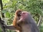 Monkey Child Kissing His Mother