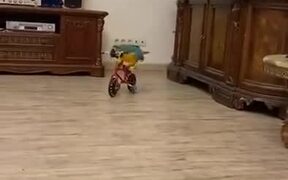 A Bicycle Riding Parrot - Animals - VIDEOTIME.COM