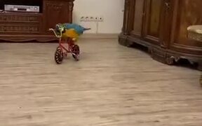 A Bicycle Riding Parrot - Animals - VIDEOTIME.COM