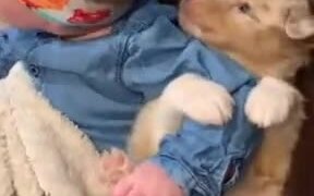 A Puppy Hugging Baby's Arm - Animals - VIDEOTIME.COM